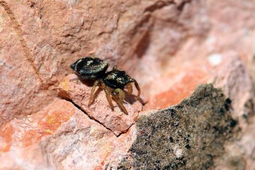 Réf. 350 787 : Heliophanus apiatus