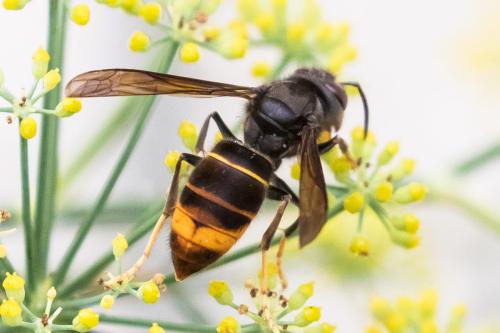 Vespa velutina