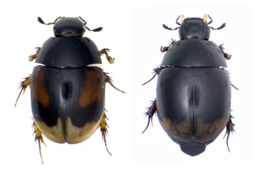 Réf. 350 822 : Sphaeridium sp.