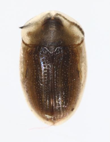 Cassida nobilis