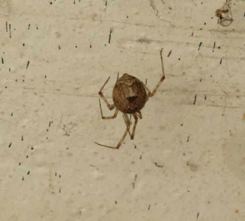 Parasteatoda sp.