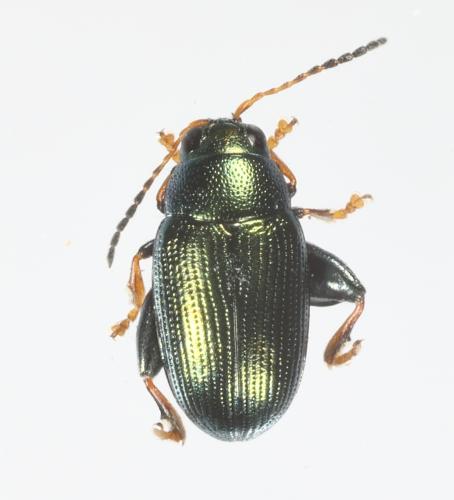 Réf. 350 713 : Chaetocnema chlorophana