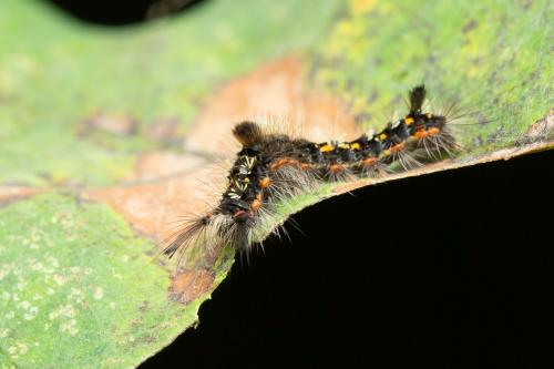 Réf. 350 099 : Orgyia recens