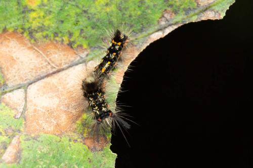 Orgyia recens