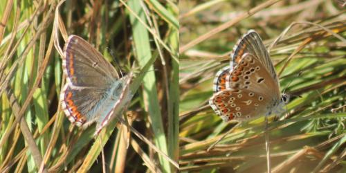 Réf. 350 284 : Polyommatus bellargus