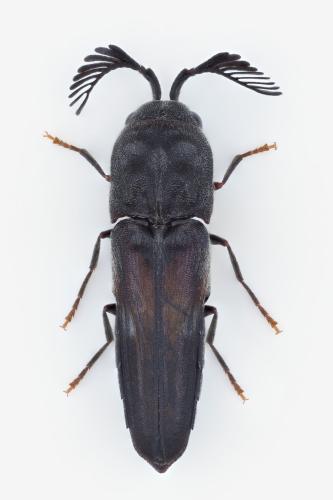 Réf. 350 355 : Semnodema bakeri