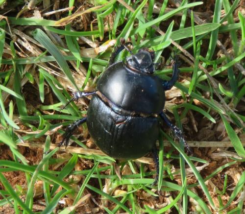 Geotrupes stercorarius