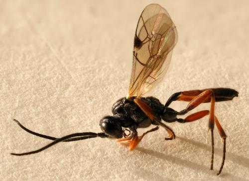 Réf. 350 786 : Phygadeuontinae inconnu
