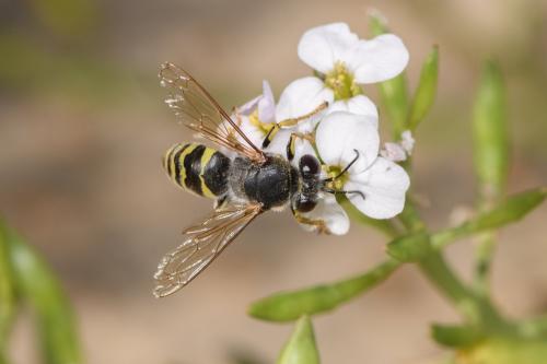 Réf. 350 352 : Bembix sp.