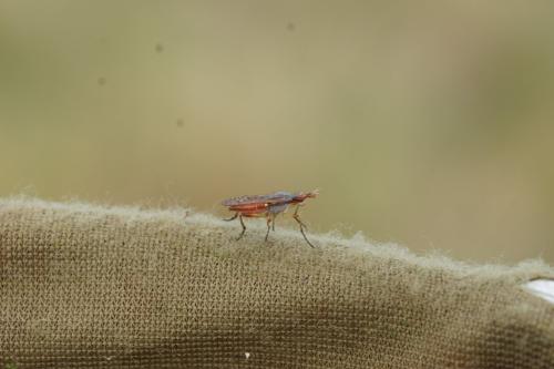 Dichetophora obliterata