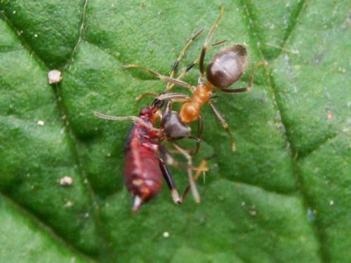 Réf. 350 288 : Deraeocoris ruber