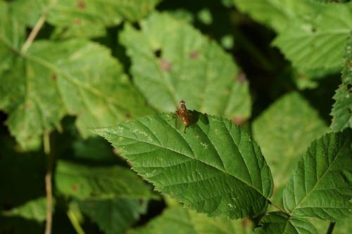 Scathophaga suilla