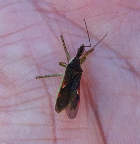 Réf. 350 651 : Zelus renardii