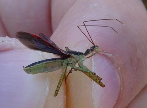 Réf. 350 649 : Zelus renardii
