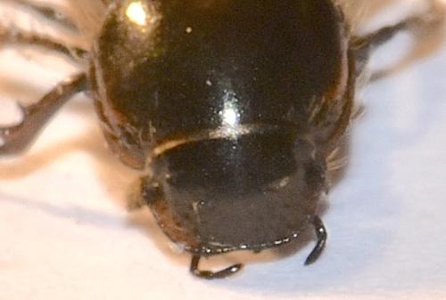 Nimbus affinis