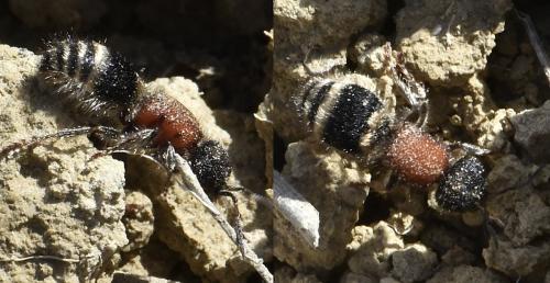 Réf. 350 081 : Tropidotilla litoralis