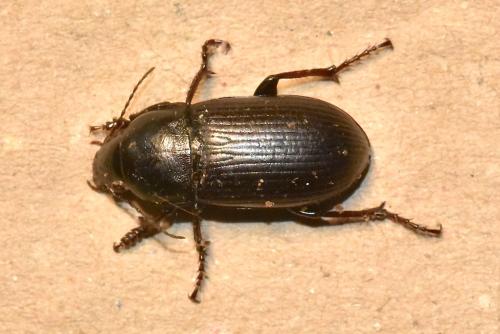 Réf. 350 419 : Zabrus tenebrioides