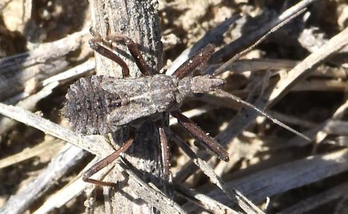 Réf. 350 080 : Rhynocoris erythropus