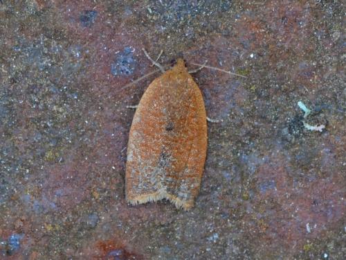 Clepsis consimilana
