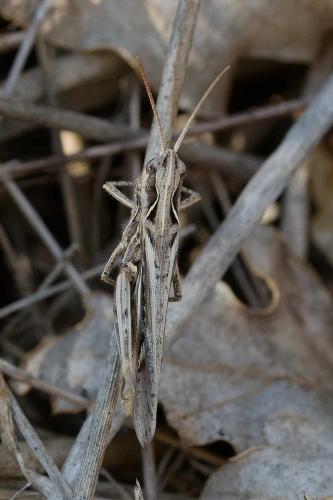 Réf. 350 062 : Chorthippus brunneus brunneus