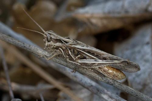 Réf. 350 061 : Chorthippus brunneus brunneus