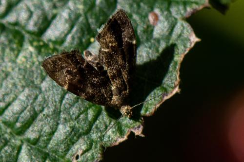 Anthophila fabriciana
