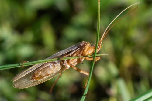 Réf. 350 590 : Limnephilus sp.