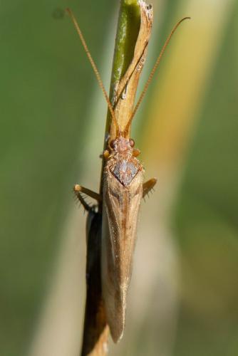 Réf. 350 589 : Limnephilus sp.