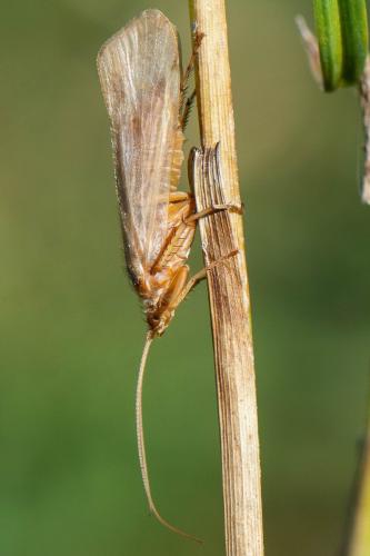 Réf. 350 588 : Limnephilus sp.