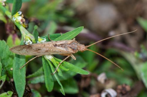Réf. 350 623 : Limnephilus sp.