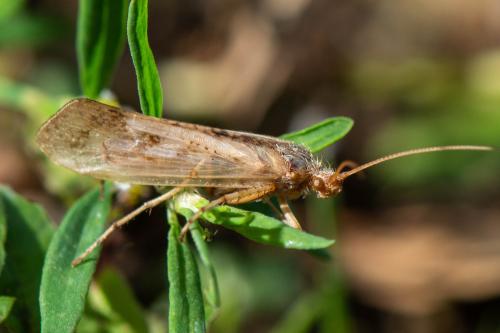 Limnephilus sp.