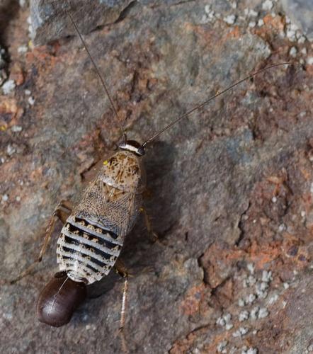Capraiellus panzeri