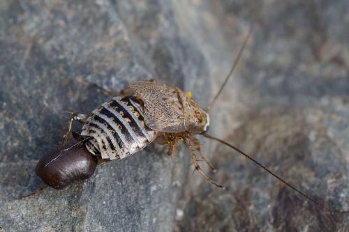 Capraiellus panzeri
