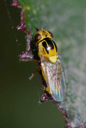 Réf. 350 917 : Thaumatomyia notata