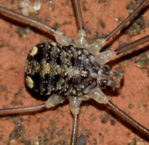 Réf. 350 462 : Nelima doriae