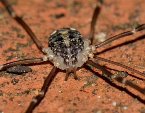 Nelima doriae