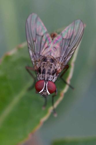 Réf. 350 104 : Helina sexmaculata