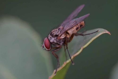 Réf. 350 105 : Helina sexmaculata