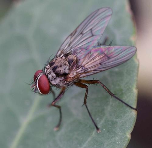 Réf. 350 103 : Helina sexmaculata