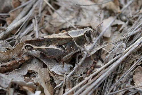 Calliptamus sp.