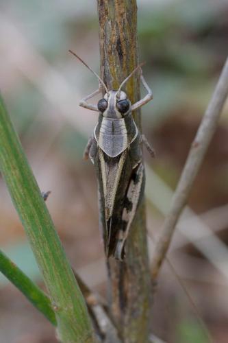Calliptamus sp.