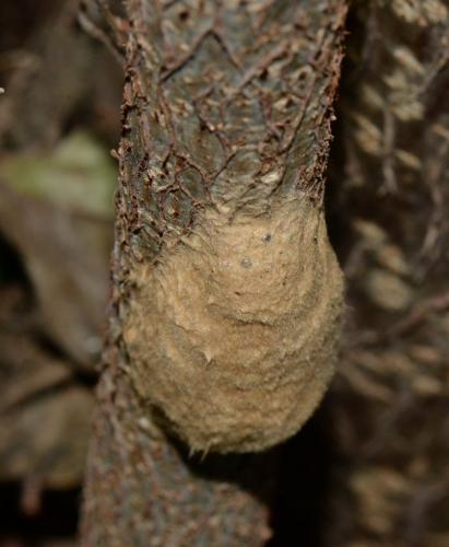 Lymantria dispar