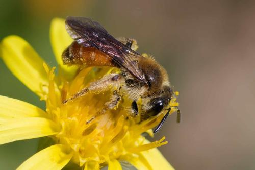 Réf. 350 229 : Andrena pellucens
