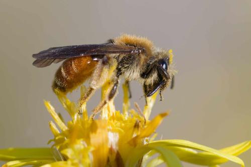 Réf. 350 231 : Andrena pellucens