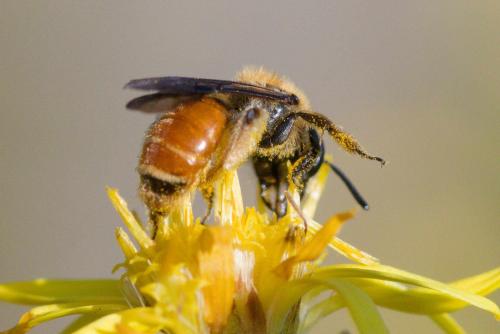 Réf. 350 232 : Andrena pellucens