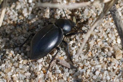 Tentyria mucronata