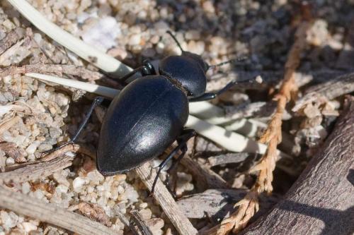 Tentyria mucronata