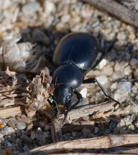 Tentyria mucronata