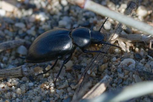 Tentyria mucronata