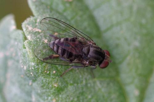 Réf. 350 357 : Lindneromyia dorsalis